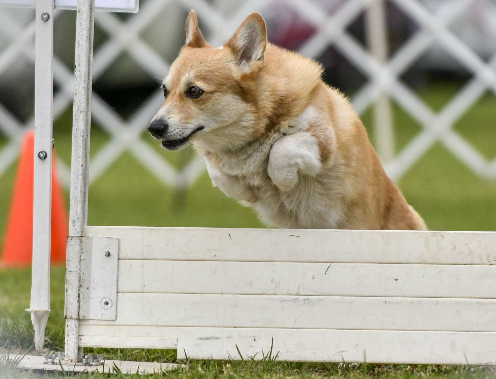 073121 Dog show 02.JPG